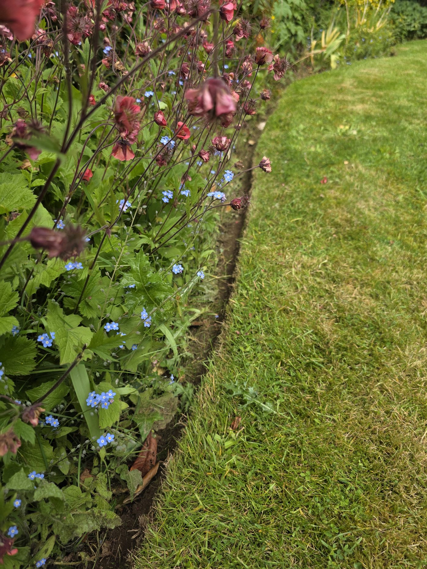 A sharp, freshly cut edge in Lindsay's Garforth garden where the lawn meets a border of forget-me-nots and aquilegia