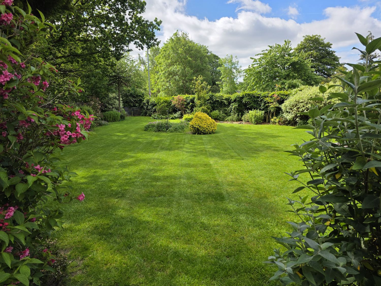 A lush, freshly striped green lawn I look after east of Leeds, framed by a weigela in bloom — the colour a steady summer feed holds through the dry spells