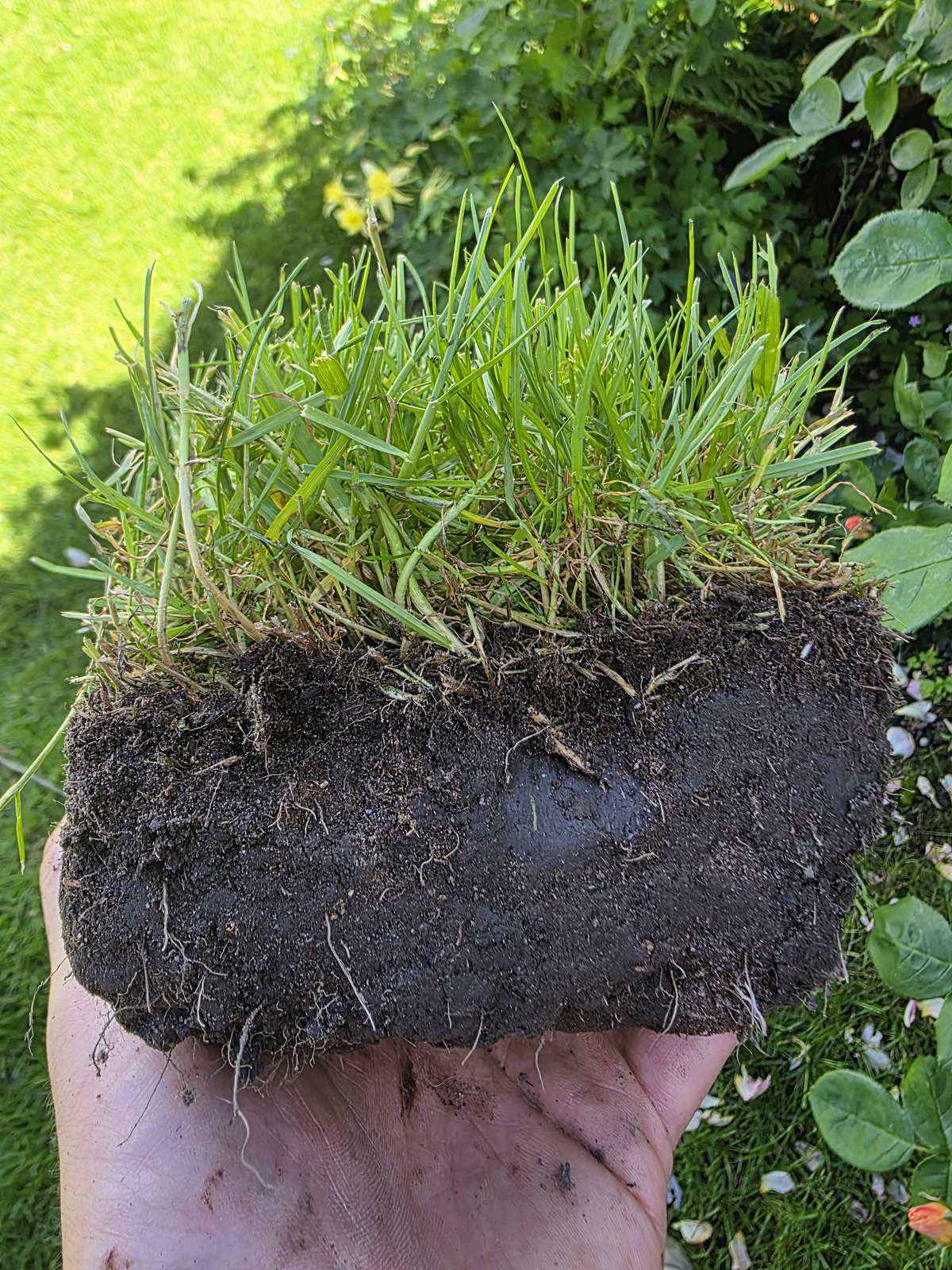 Cross-section of a lawn showing thatch, root and soil layers.