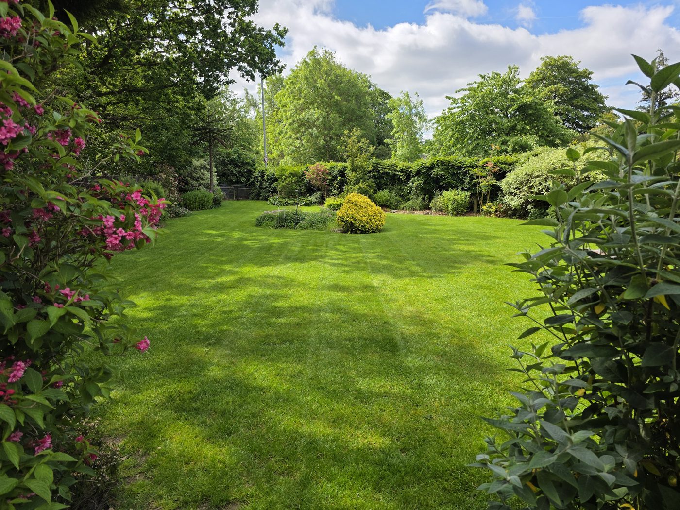 A mowed lawn at Pat's, with the weigela in bloom and an island bed of yellow shrub