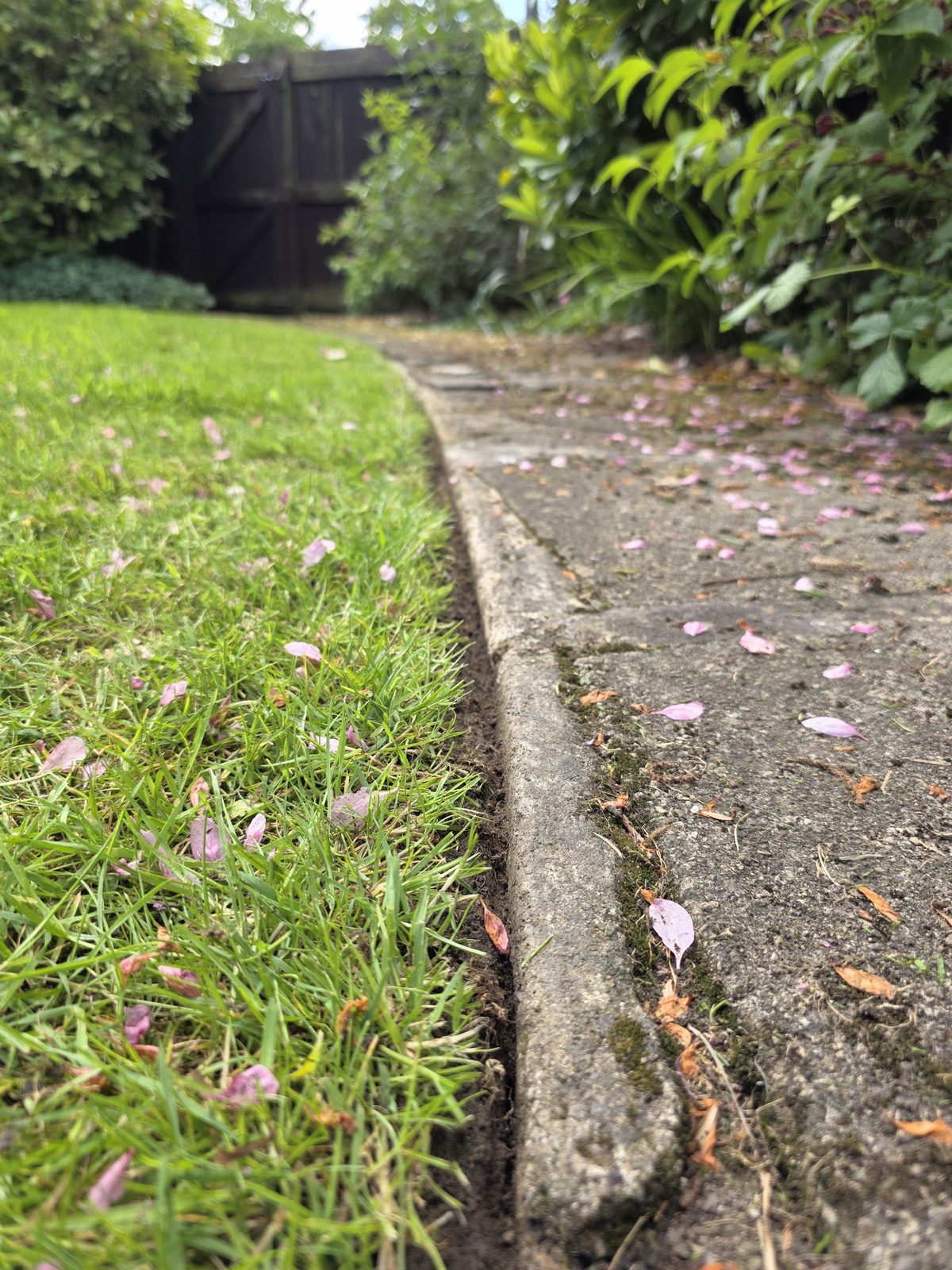 A cleanly edged lawn